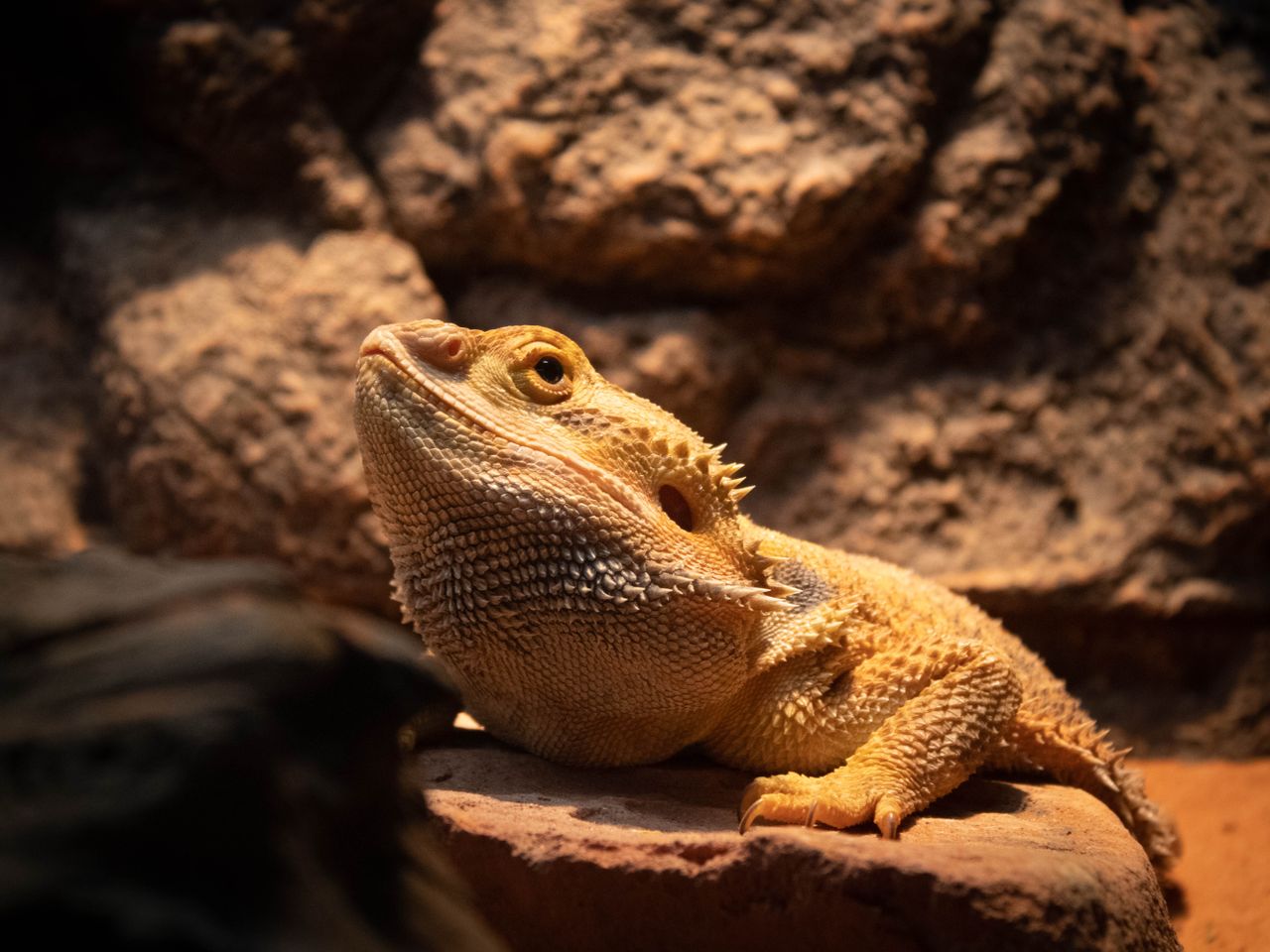 Home Central Bearded Dragon