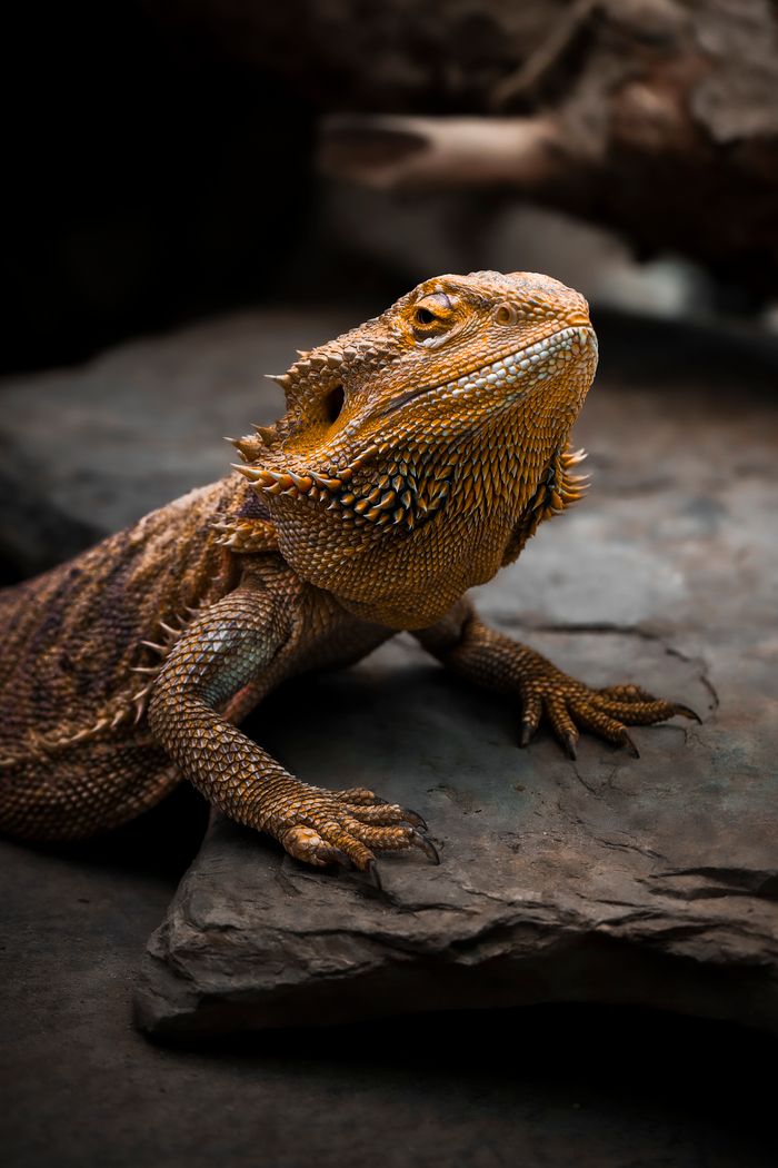 Bearded dragon on rocky terrain