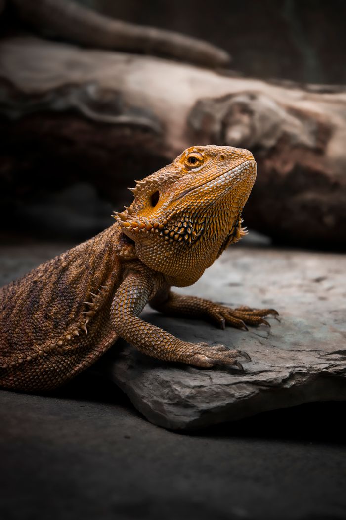 A detailed portrait of a Central Bearded Dragon on a rock in natural habitat.
