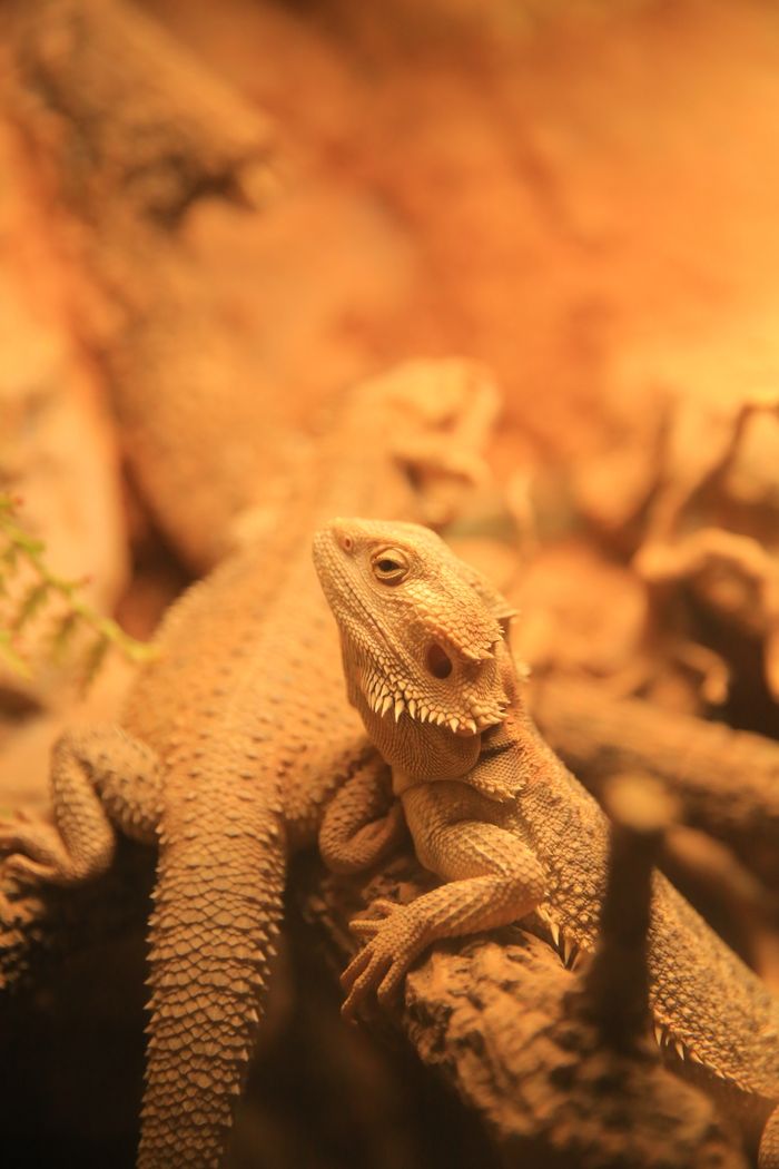 Central bearded dragons