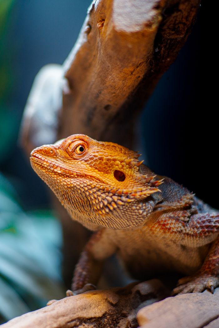 Bearded Dragon