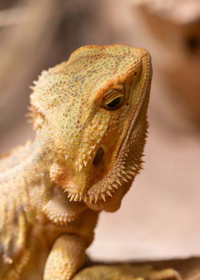 A detailed close-up of a vivid bearded dragon basking in natural lighting indoors.