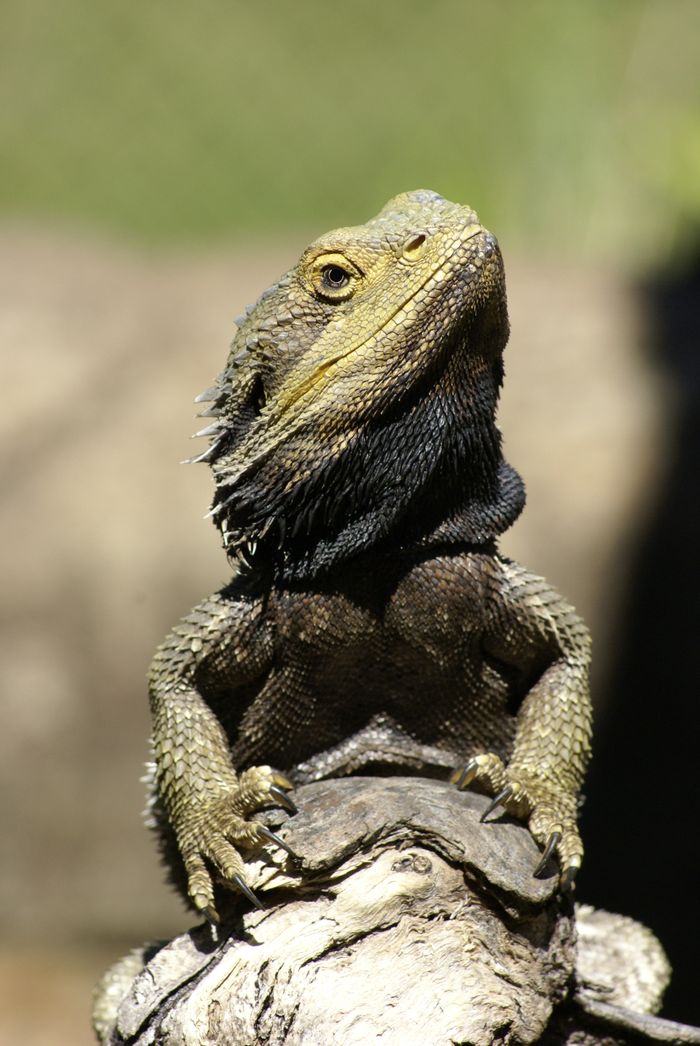 Detailed portrait of a bearded dragon with intricate scales basking on a rock in natural light.
