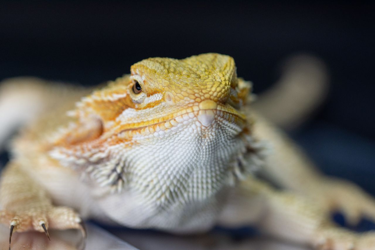 Detailed macro shot of a bearded dragon